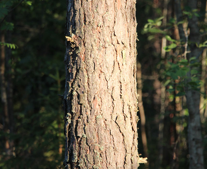 Trestima Oy - Metsänmittausjärjestelmä, puunlaatu